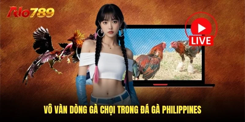 Vô và dòng gà thảnh thơi trong đá gà Philippines